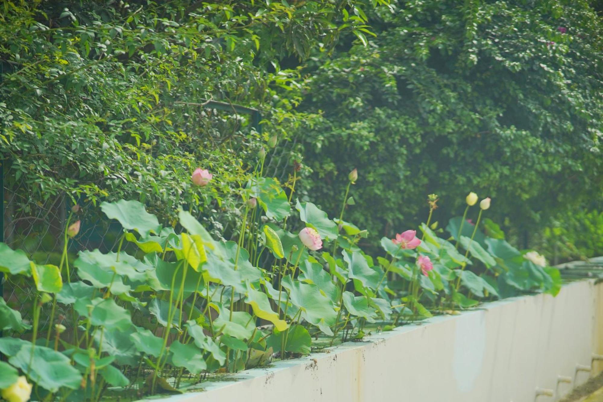 Sukoon - A Wellness Resort, Uttarakhand Chuharpur Luaran gambar
